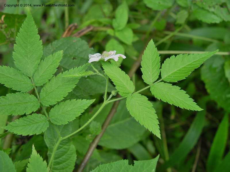 Rubus pinnatus--Cameroon. Mt. Cameroon. 5 Dec 03. 016a (3).jpg