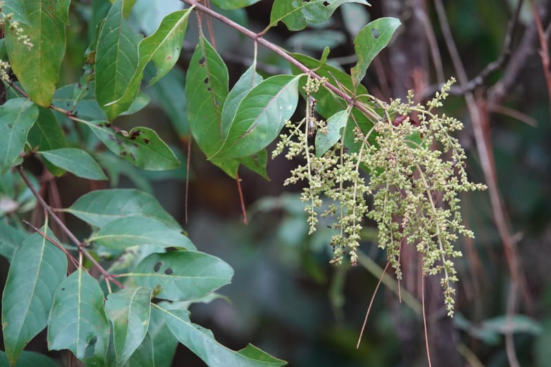 Wendlandia ligustrina, D. Boufford 44129--China. Yunnan. Meizi Lake Park. 3 May 2018. DSC01424 (244).JPG