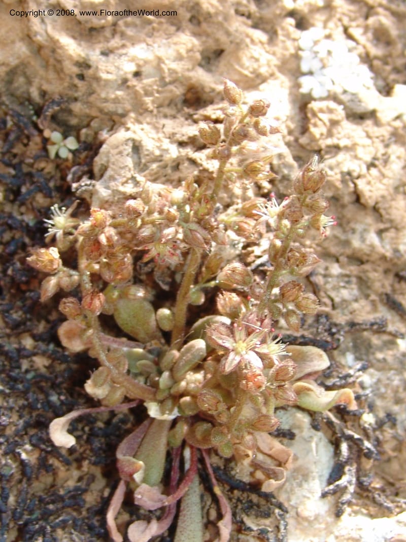 Sedum creticum v. monocarpicum--Crete. Samaria Gorge. 27 May 05. 149.jpg