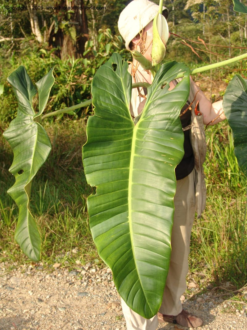 Philodendron deflexum, Croat98842--Ecuador. Zam. Ch. Rio Wawaime Val. 19 Sep 07. 095.jpg