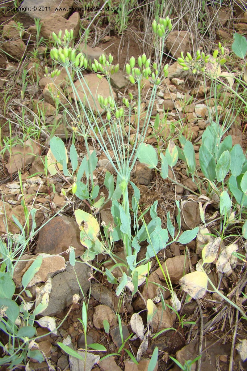 Lomatium nudicaule, C. Davidson 11435--Idaho. Adams Co. Smokey Boulder Rd. 6 June 2009. 317.jpg