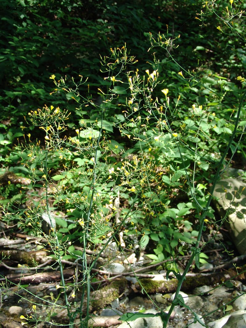 Lactuca saligna--Georgia. Lagodekhi  Forest Reserve. 11 Jun 05. 116.jpg