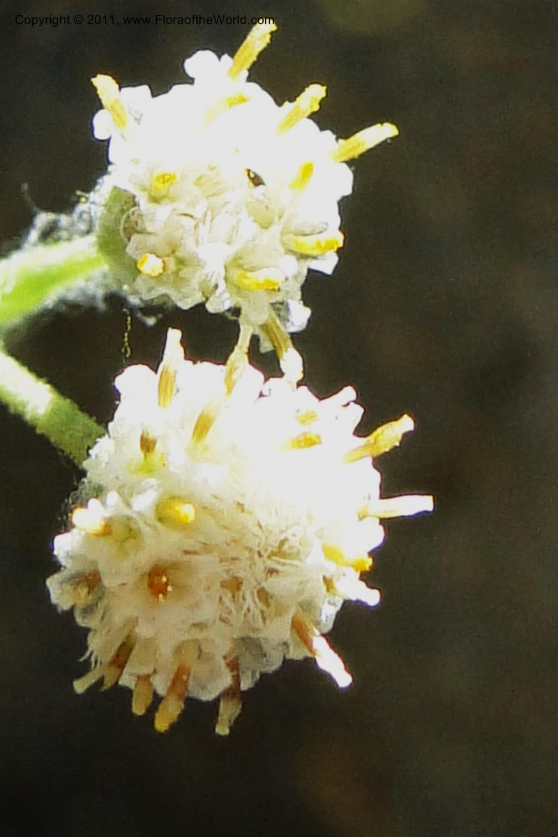 Antennaria racemosa, Davidson, C 11875--Idaho. Idaho Co. Warren Wagon Rd. 8 July 2011. 167 (21).jpg