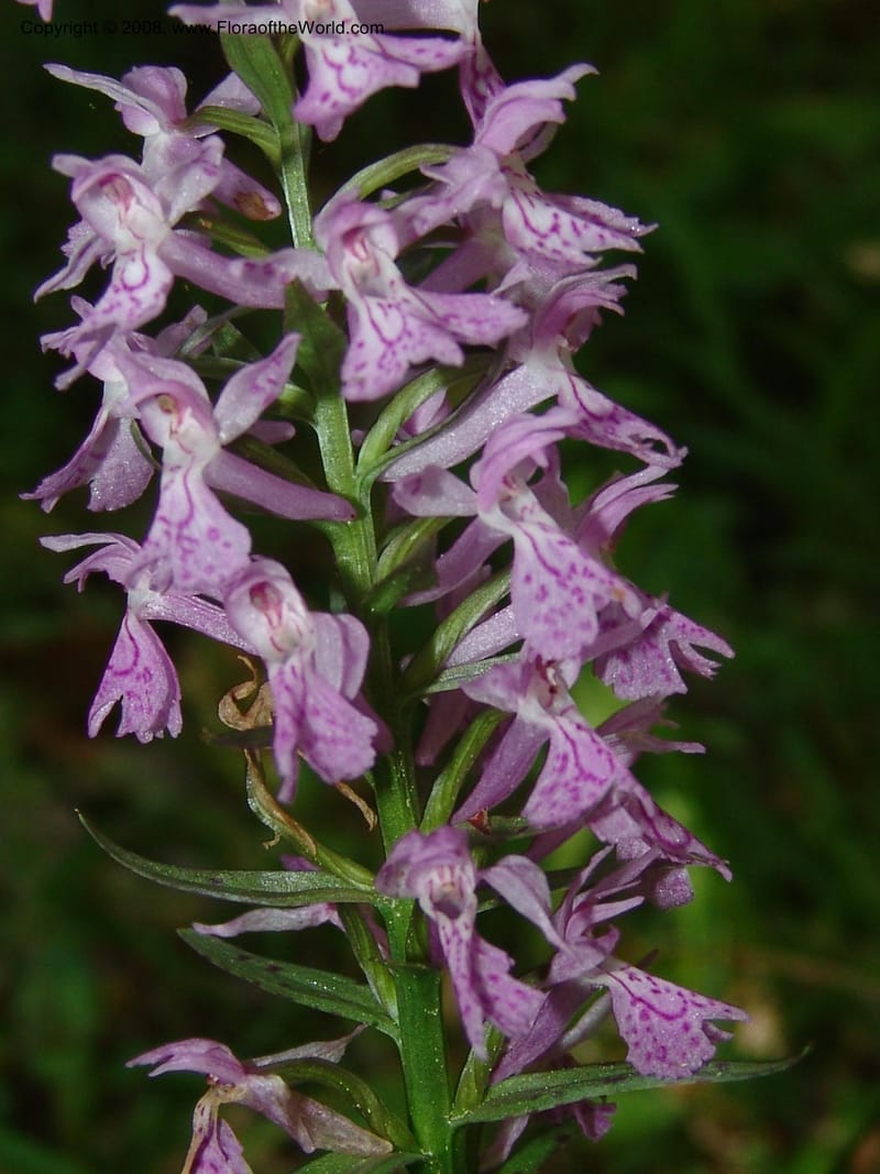 Dactylorhiza euxina--Georgia. Borjomi-Kharagauli Nat. Pk. 8  Jun 05. 128.jpg