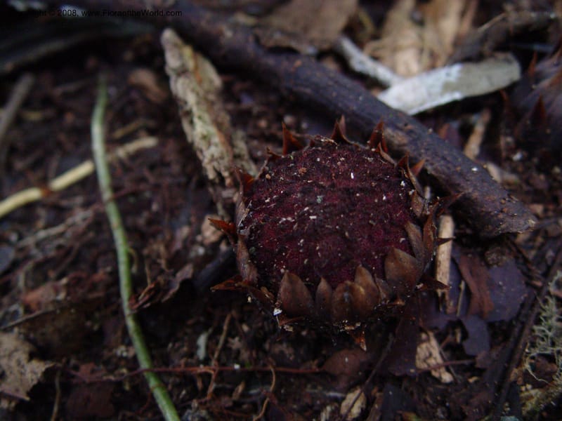 Thonningia sanguinea--Cameroon. Mt. Cameroon. 5 Dec 03. 086.jpg