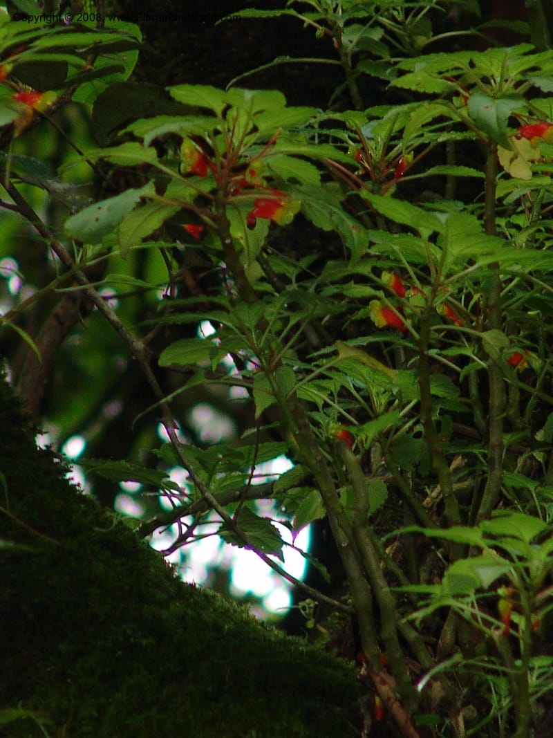 Impatiens, RGereau6893--Tanz. Nawenge For. Res., ca. Mahenge. 20 Feb 06. 216.jpg