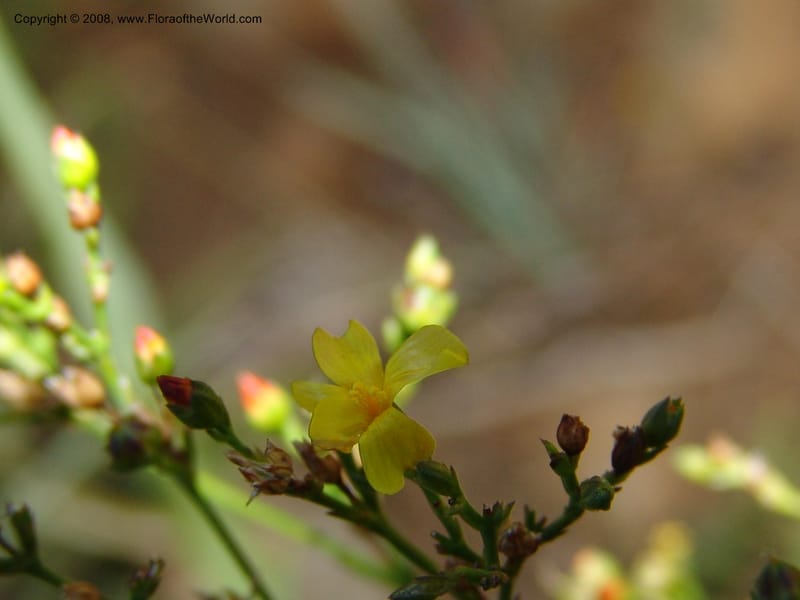 Linum thunbergii--So.Africa. E. Cape. Joubert's Pass, SE of Lady Gray. 9 Mch 05. 328.jpg