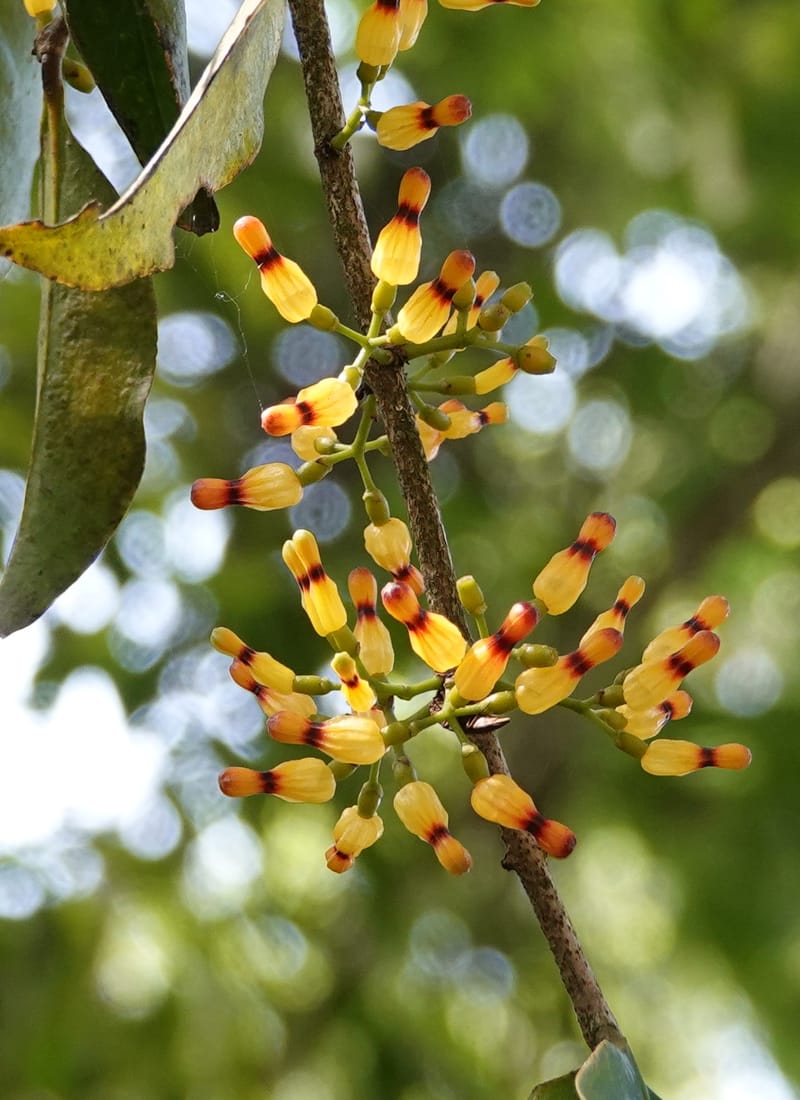 Macrosolen cochinchinensis, D. Boufford 44099--China. Yunnan. Lao jun Shan. 30 Apr 2018. DSC00424 (658).JPG