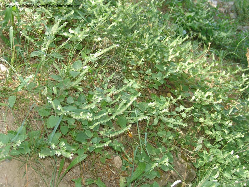 Scutellaria sieberi--Crete. Ep. Kisamos. Sirikari Gorge. 25 May 05. 132.jpg