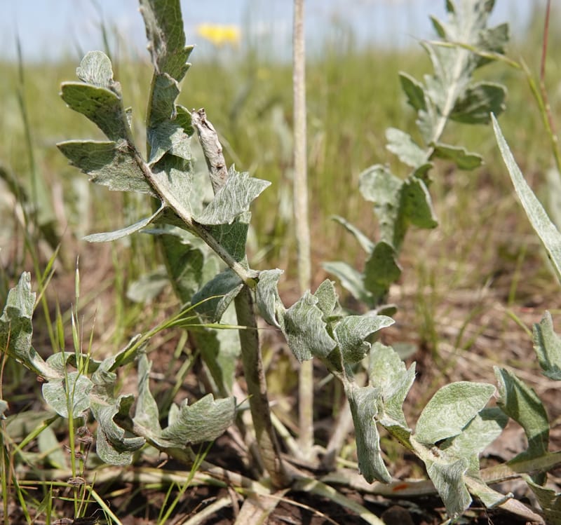 Balsamorhiza incana, C. Davidson 13776--Oregon. Wallowa Co. Trail Cr. Rd. Stop 1. 5 Jun 2018. DSC04910 (14).JPG