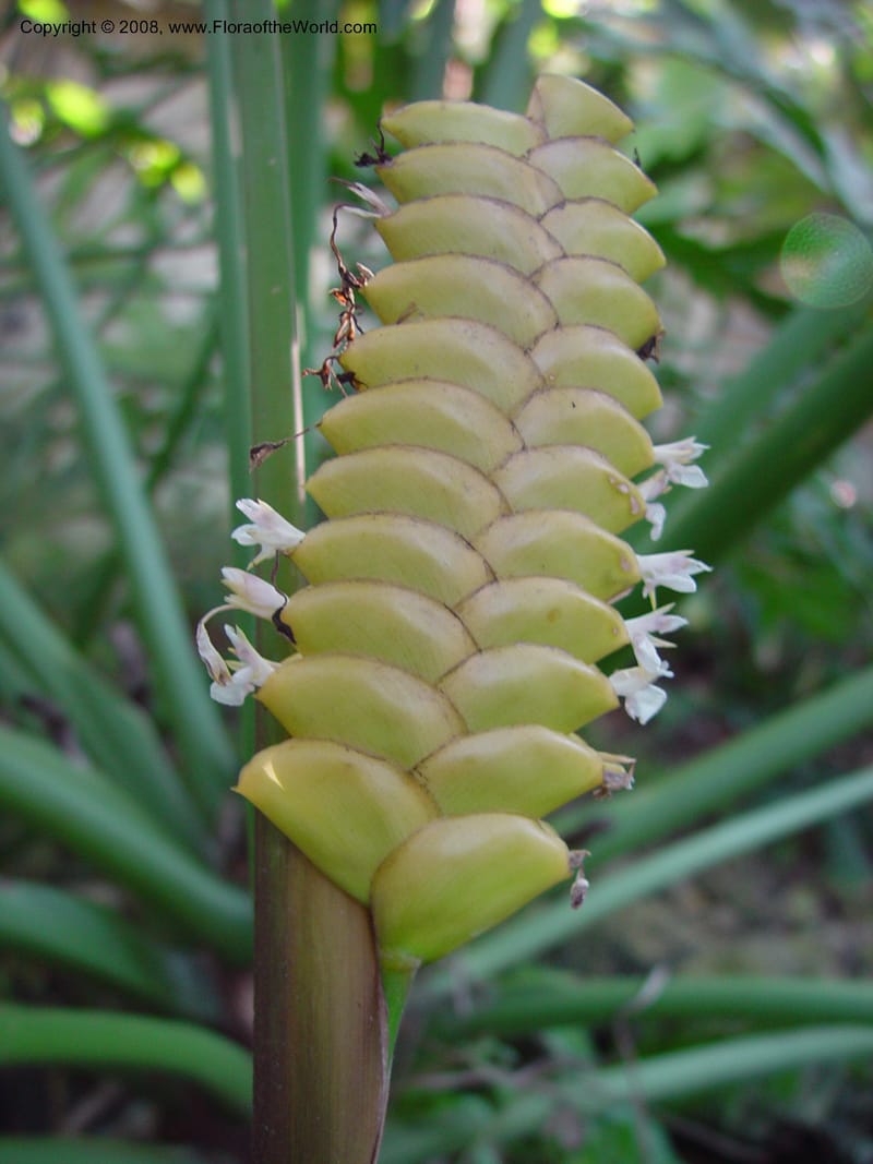 Calathea crotalifera. 95725A--FL. Fairchild Tropical Garden. 15 Jan 03. 165.jpg