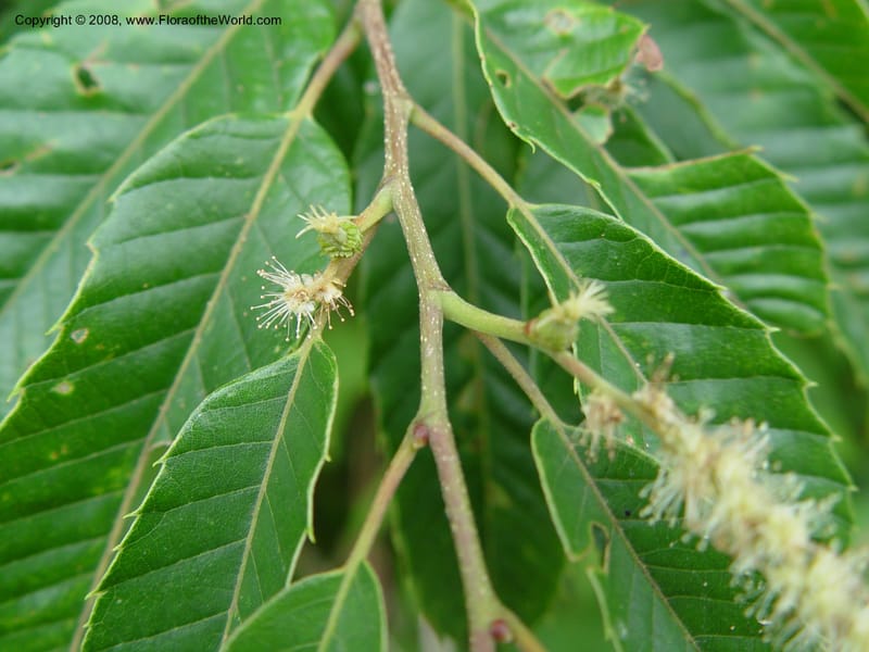 Castanea crenata--Japan. Honshu. Shiga Pref. Ibukiyama. 18 Jul 03. 026.jpg