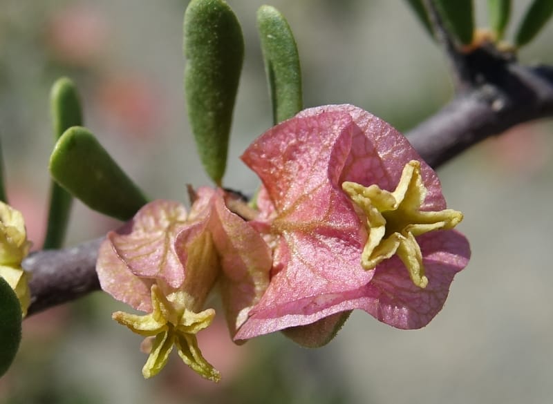 Bougainvillea spinosa, Fortunato 13089--Argentina. Hwy 150 W of Jachal. 5 Feb 2018. DSC08346 (96).JPG