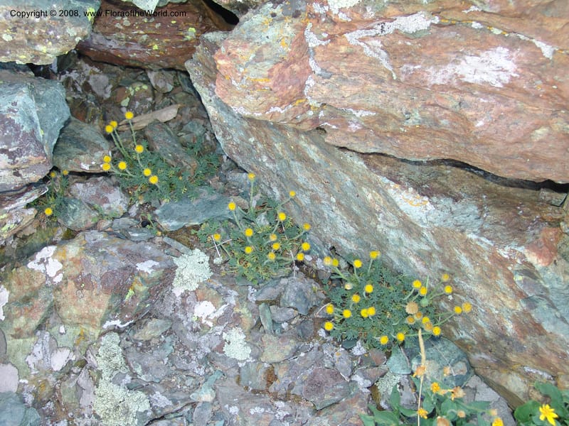 Erigeron compositus, CDavidson11126--Idaho Co. Hell's Can. Nat. Rec. Area. Heaven's Gate. 20 Jul 07. 007.jpg