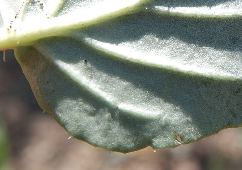 Boerhavia diffusa var. leiocarpa, Fortunato 13150--Argentina. S. of San Augustin. Las Bretes. 8 Feb 2018. DSC09370 (232).JPG