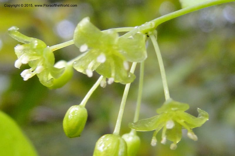 Heterosmilax, Regalado 1777--Viet Nam. Ban Khoang Commune. 4 May 2011. 136 (3).jpg