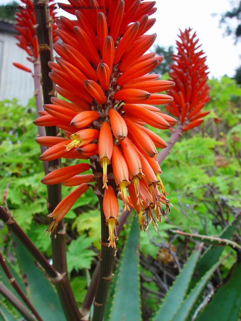 Aloe rupestris. 67.0007--CA. UC Berkeley Bot. Gard. 11 Feb 03. 026.jpg