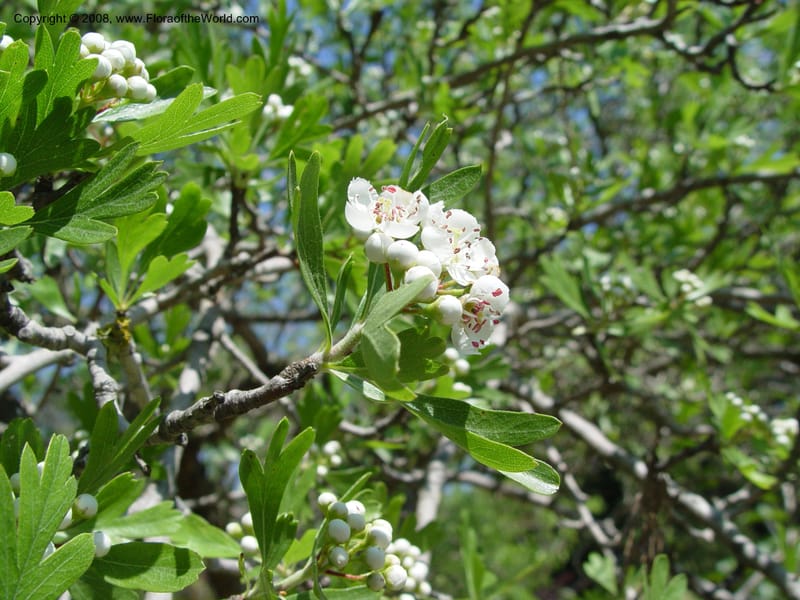 Crataegus azarolus--Spain. Blanes. Marimurtra Bot. Gard. 24 Apr 04. 084.jpg