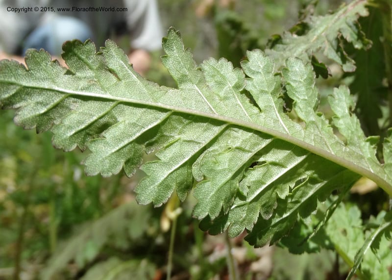 Pedicularis canadensis, Davidson, C 12963--North Carolina. Trans. Co. NC 215 and BRP. 12 May 2015. DSC04292 (54).JPG