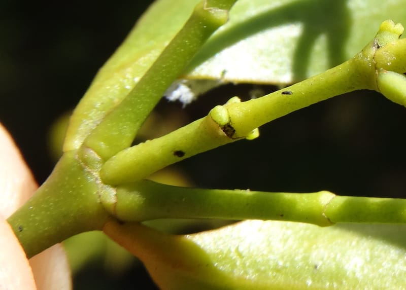 Ginalloa arnottiana, Davidson, C 12928--Sabah. Near generation plant. 28 Mar 2015. DSC01259 (21).JPG