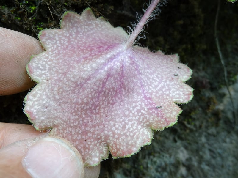 Saxifraga mengtzeana, Boufford, D 43703--China. Sichuan. LongDongZhen on Rd. to LeiYuan Shan. 13 May 2014. DSC05860 (69).JPG