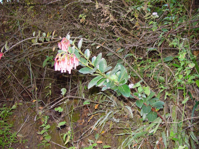 Cavendishia--Costa Rica. Near Trogon Lodge, Sierra Talamanca. 26 Feb 02. 001.jpg