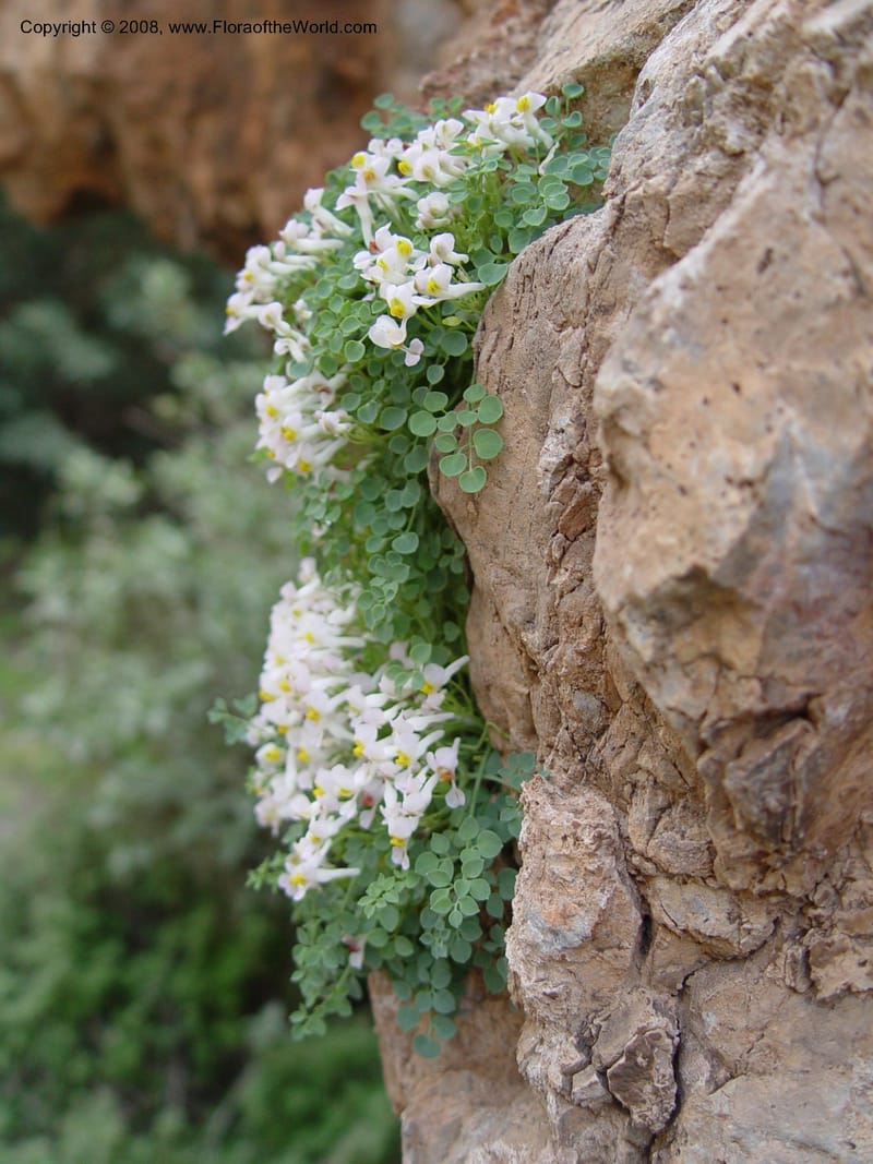 Sarcocapnos eneaphylla--Spain. Andalucia. E of Orgiva. Barranco de los Lobos. 14 Apr 04. 115.jpg