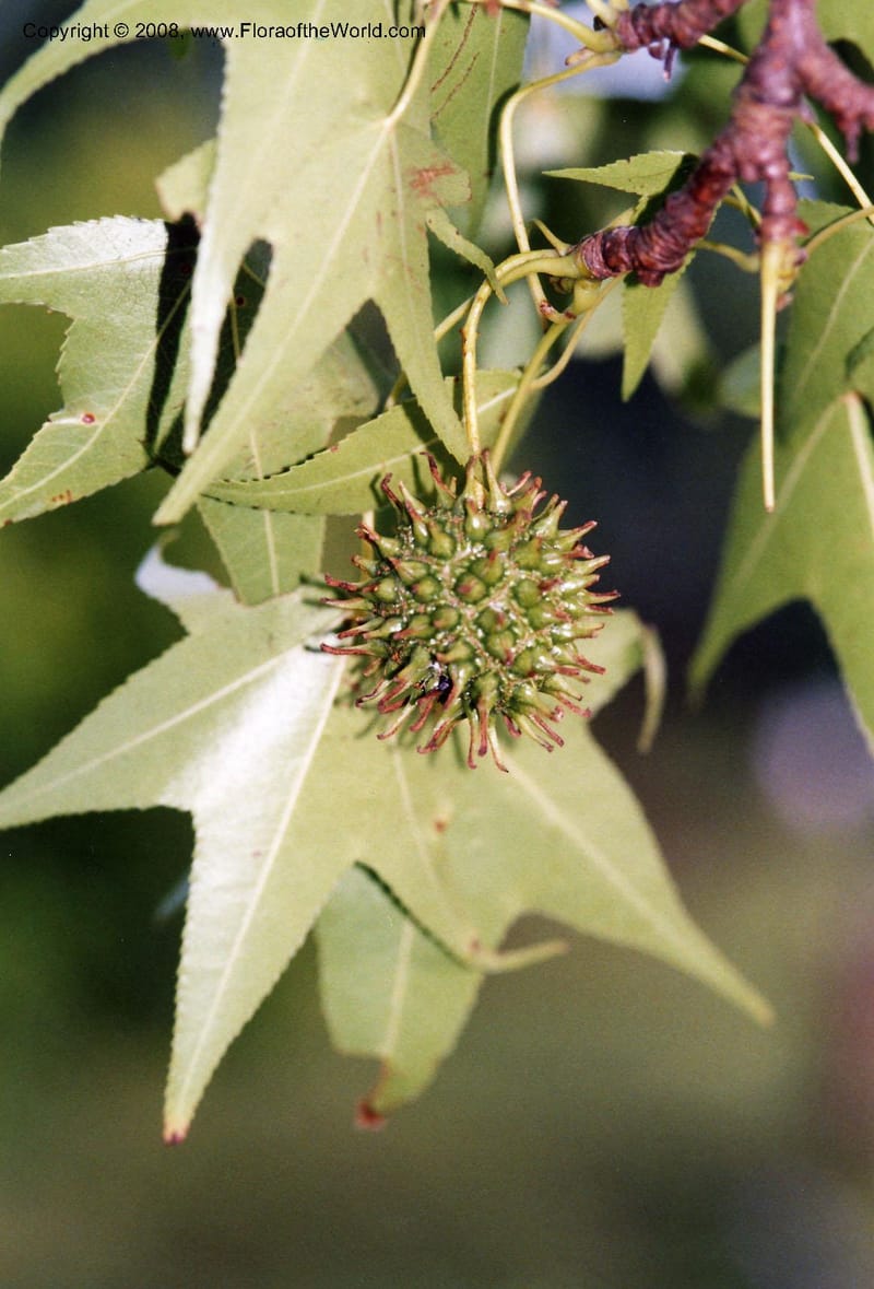 Liquidambar styraciflua v. mexicana, not coll.--Veracruz. Volcan San Martin. 22 May 01.   001.JPG