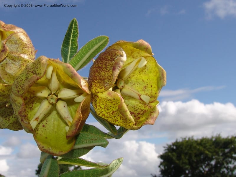 Pachycarpus grandiflorus--So.Africa. E. Cape. Umtamvuna Nat. Res. 11 Mch 05. 355.jpg