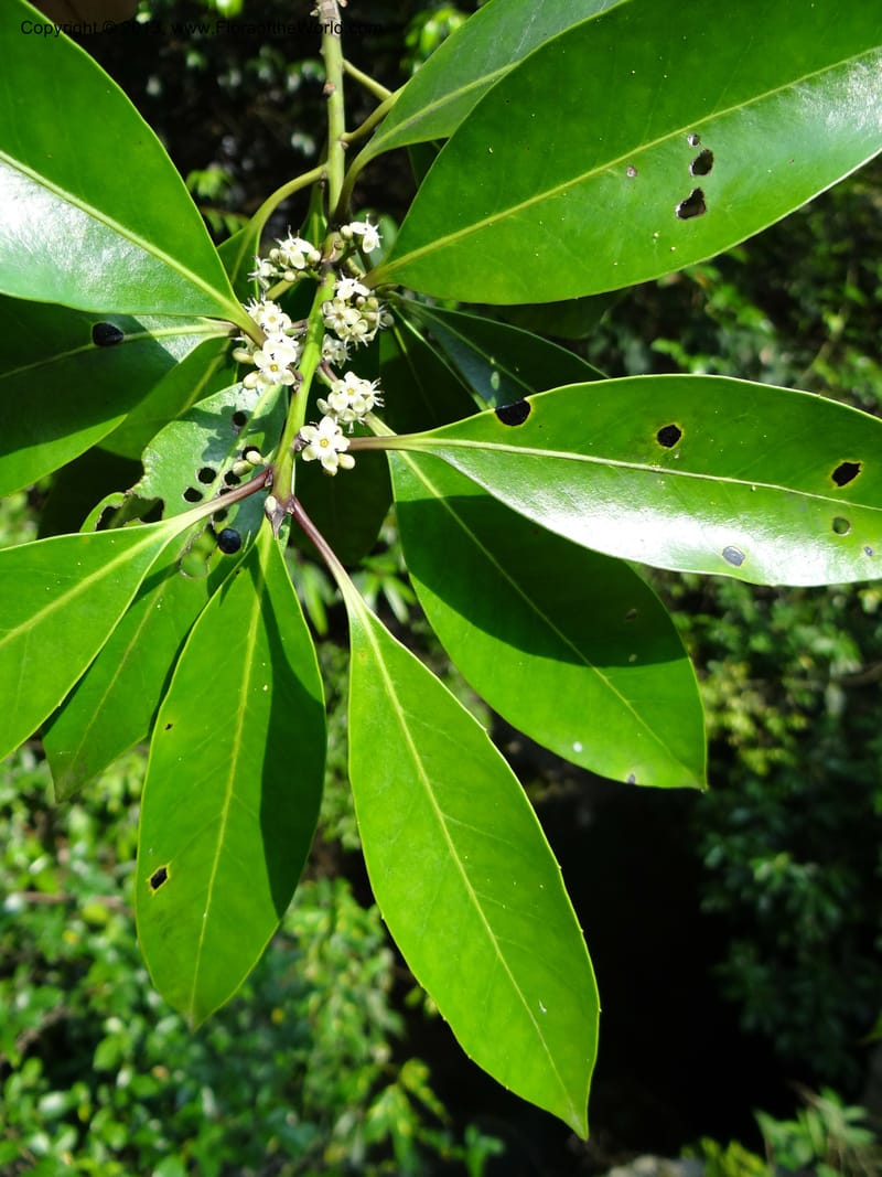 Ilex--China. Zhejiang Prov. Shunxi Village. 28 May 2012. DSC00347 (1).JPG