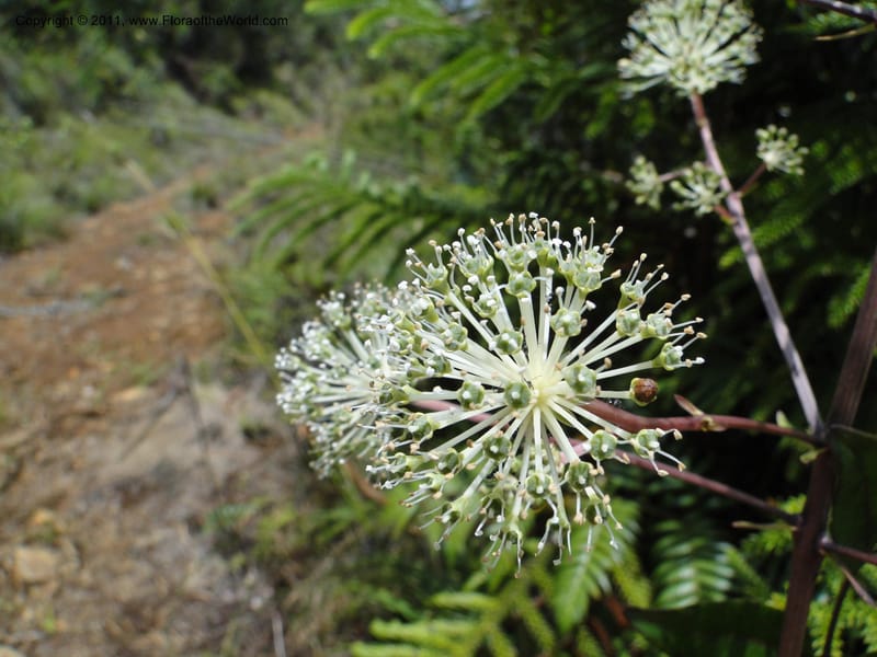 Myodocarpus fraxinifolius, (Lowry, P. P 7180)--New Caledonia. Mont Dore. 20 Jan 2010. 1842 (15).JPG