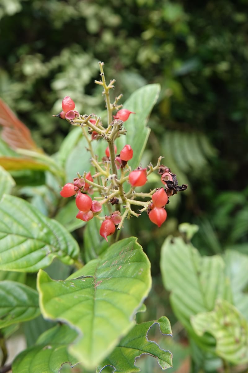 Tetracera, C. Davidson 13922--Gabon. Rd betw Kinguele and Makaban. 30 Oct 2018. DSC00492 (96).JPG