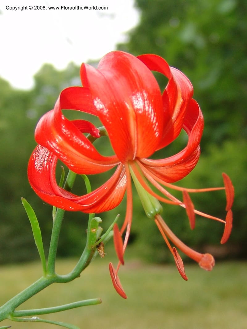 Lilium pumilum--IL. Chicago. Morton Arboretum. 1 Jul 05. 059.jpg