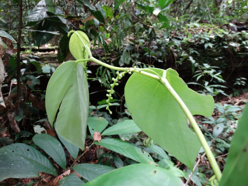 Piper, Davidson, C 12675--Sabah. Danum Valley. 4 Oct 2014. DSC01741 (230).JPG