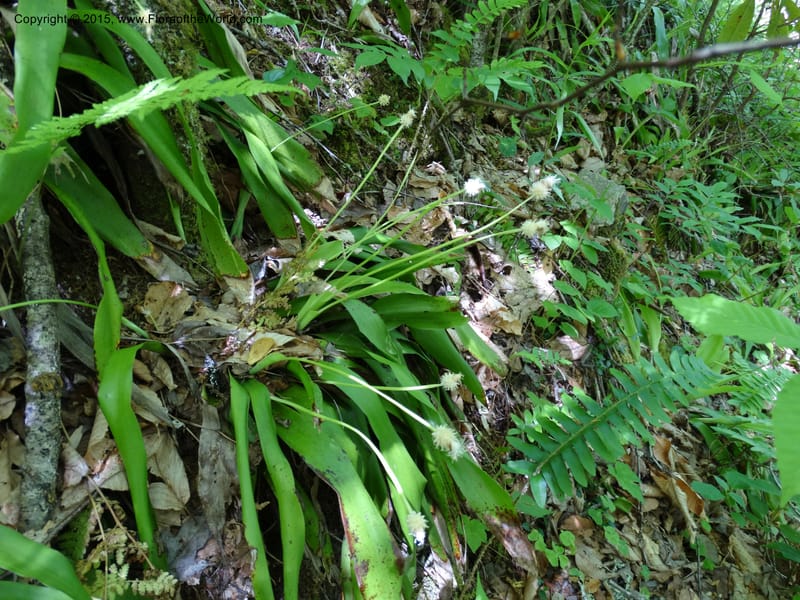 Cymophyllus fraserianus, Davidson, C 12984--North Carolina. Clay Co. Perry Gap Rd, Barnard's Cr. 13 May 2015. DSC04860 (68).JPG