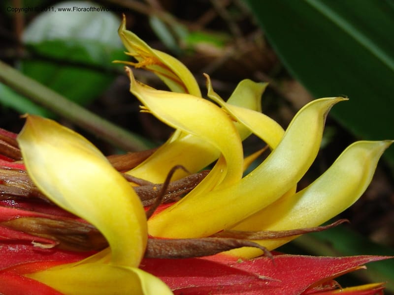 Pitcairnia ferrell-ingramiae, Croat95131--Ecuador. Esmeraldas. Alto Tambo. 21 Feb 05. 249 (12).jpg