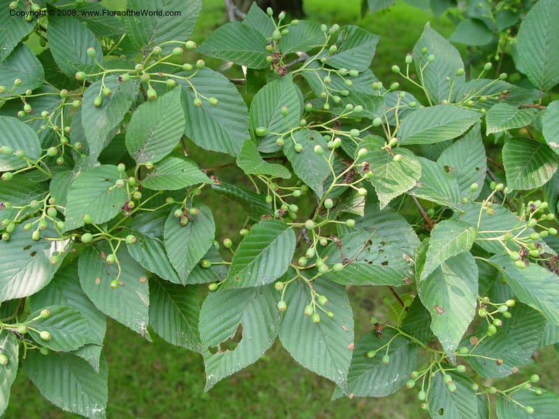 Sorbus alnifolia, 381-25-A--MA. Arnold Arboretum. 30 June 03. 08.jpg