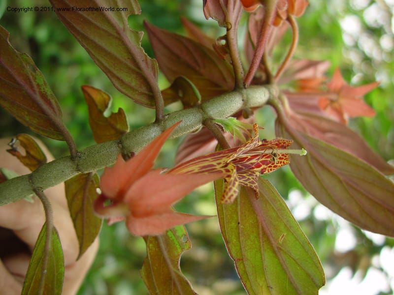 Columnea schiedeana, H. Gomez Dominguez 249--MX. Chiapas. Mpo. Berriozbl. Rd. to Buena Vista. 15 Mch 03. 001.jpg