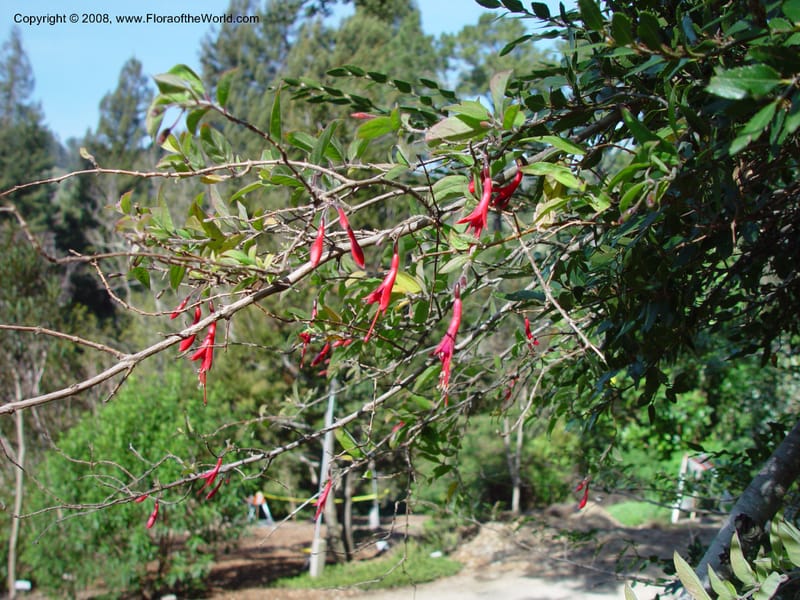 Fuchsia brevilobis. 85.0311--CA. UC Berkeley Bot. Gard. 10 Feb 03. 097.jpg