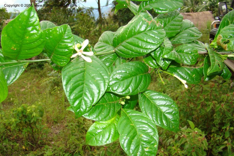 Turraea, WKindeketa2993--Tanz. Rungwe Distr. Rungwe For. Res. 24 Jan 08. 265.jpg