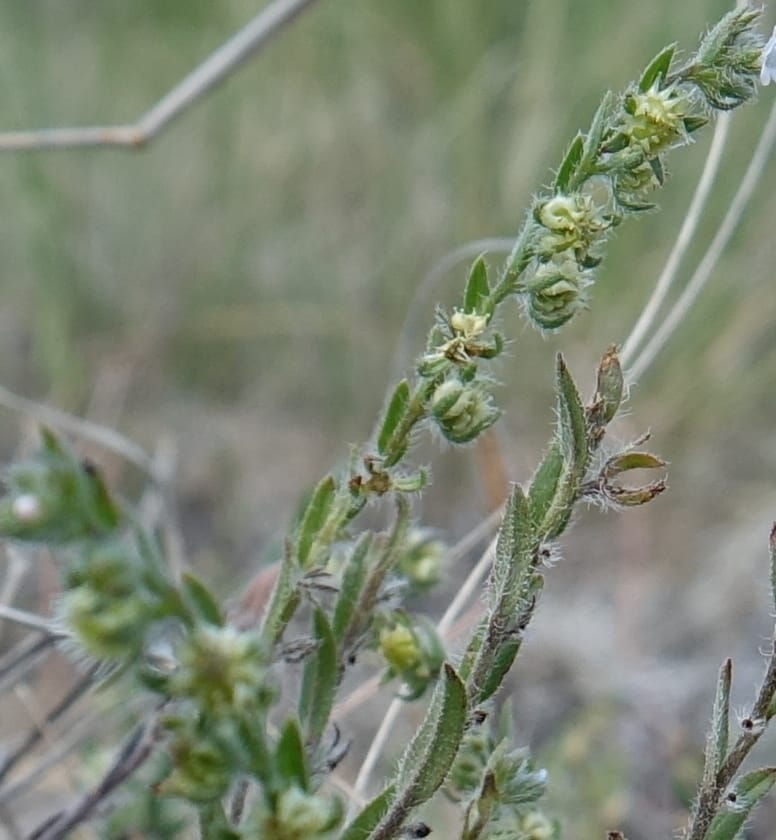 Lappula redowskii var. cupulata, C. Davidson 13659--ID. Hwy 22 W of Dubois. 17 Jun 2017. DSC02303 (100).JPG