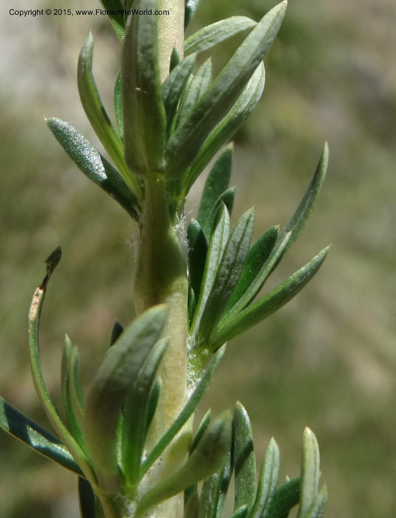 Tetraglochin alatum, Davidson, C 12788--Chile. Ruta 115, to Laguna del Maule. 24 Nov 2014. DSC07486 (299).JPG