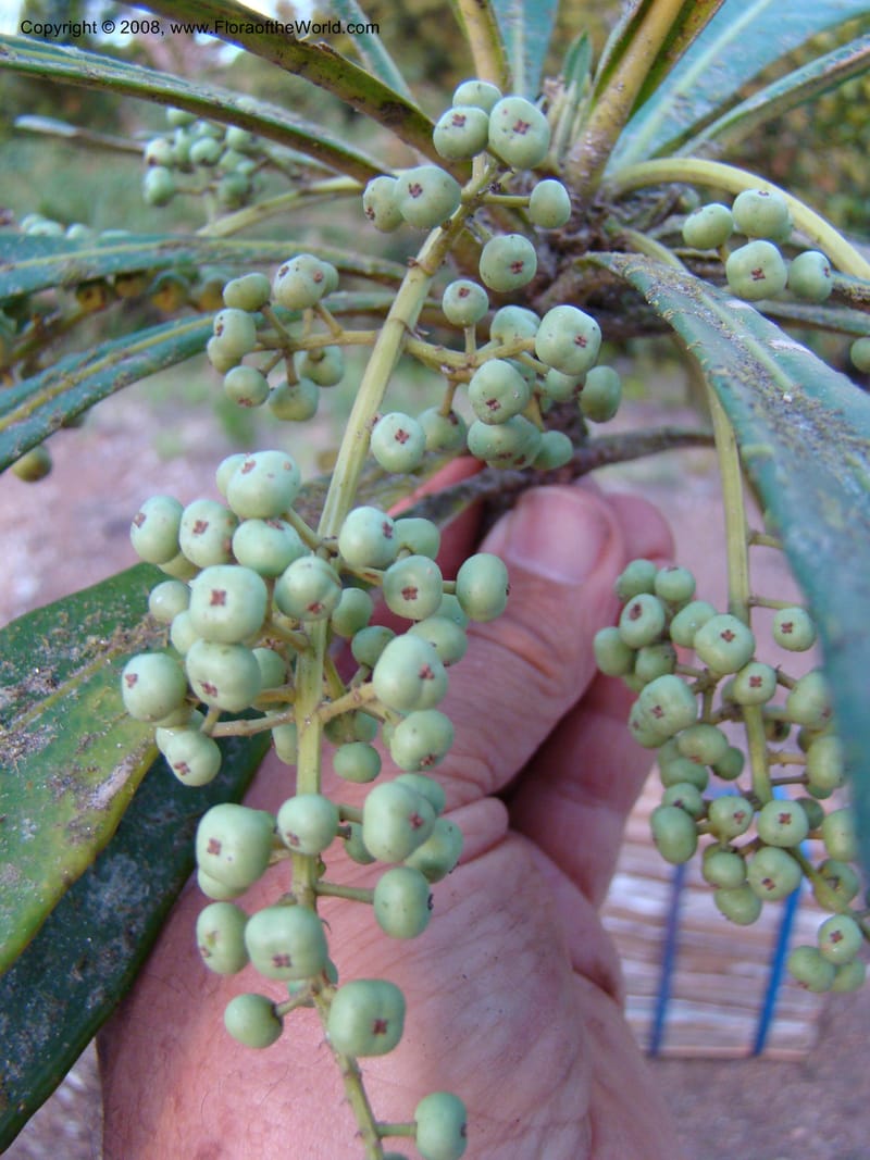 Phelline, GBarriera131107-23--New Caledonia. Mandjelia. 13 Nov 07. 360.jpg