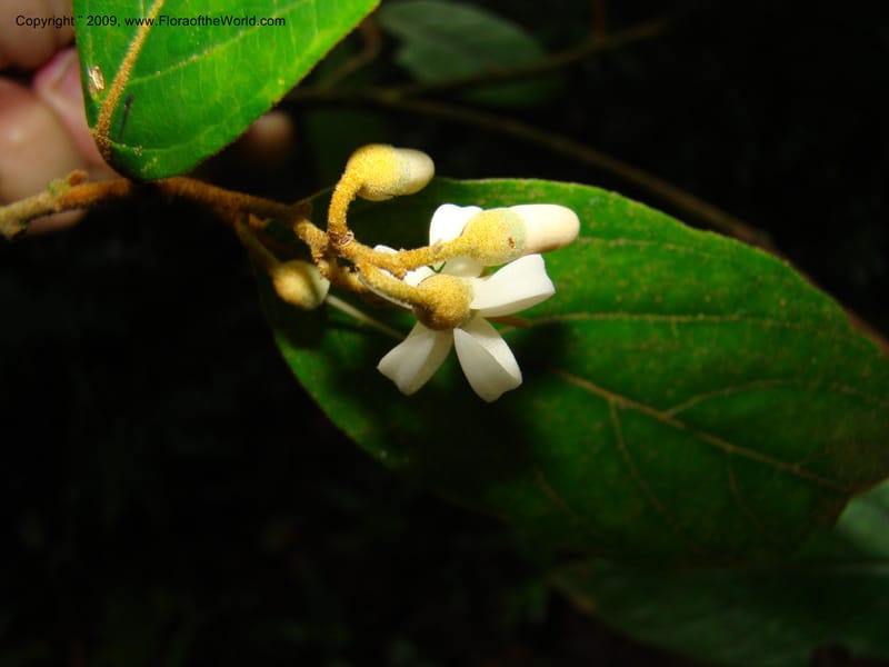 Styrax nicaraguense, WDStevens27263--Nicaragua. Matagalpa. Cerro Picacho at Selva Negra. 16 Jun 08. 028.jpg