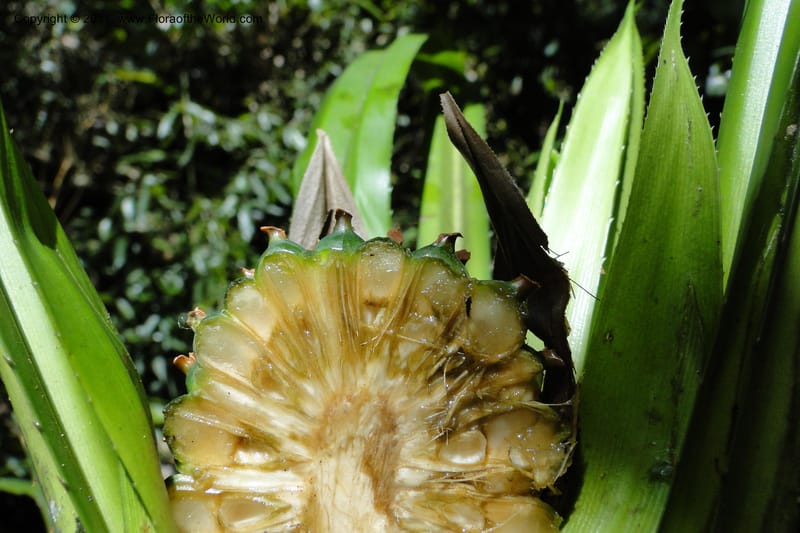 Pandanus tonkinensis, Regalado 1861--Viet Nam. Unknown mountain. 10 May 2011. 162 (36).jpg