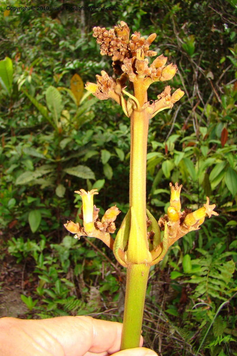 Ladenbergia, Vasquez 35053--Peru. Loreto. Dto. Iquitos. Res. Allpahuayo-Mishana. 19 Nov 08. 522 (21).jpg