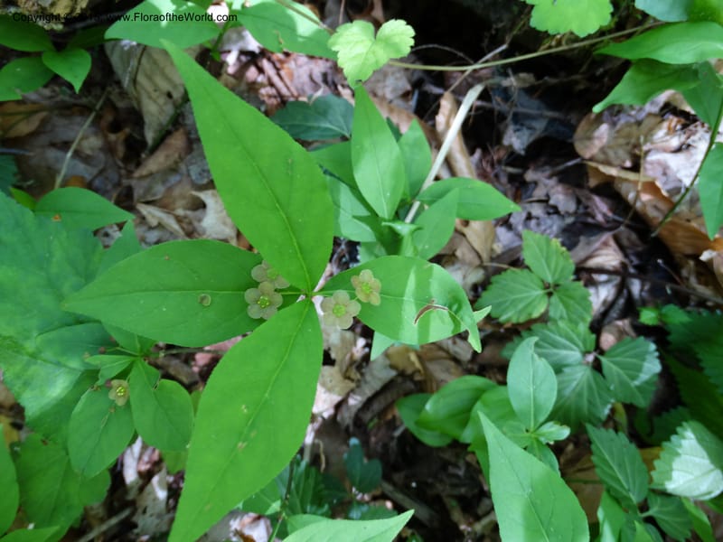 Euonymus obovatus, Davidson, C 12987--North Carolina. Clay Co. Perry Gap Rd, Barnard's Cr. 13 May 2015. DSC04860 (225).JPG