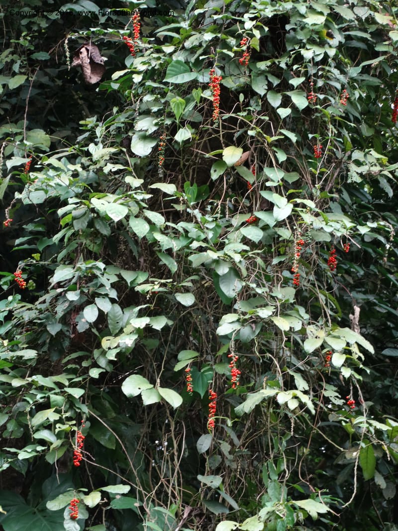 Solanum, Davidson, C 12333--Cameroon. Etome Village to Etinde. 18 Mar 2014. DSC02275 (170).JPG