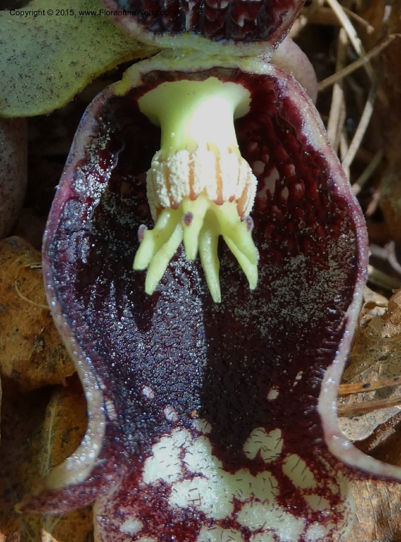 Asarum shuttleworthii, Davidson, C 12948--North Carolina. Trans. Co. W Cradle of For. 11 May 2015. DSC03837 (36).JPG
