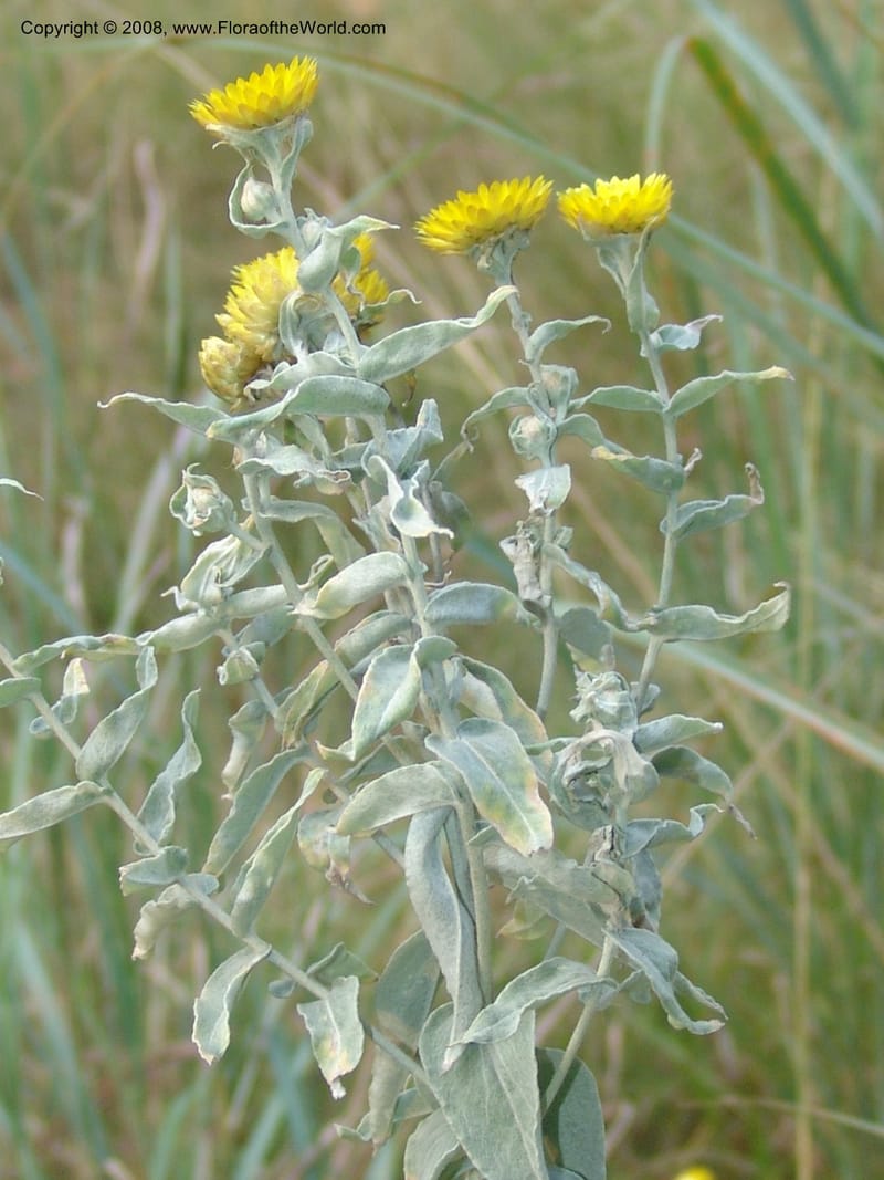 Helichrysum albolanatum--So.Africa. Mpumal. Buffelskloof Private Nat. Res. 17 Mch 05. 351.jpg